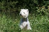WESTIE 306